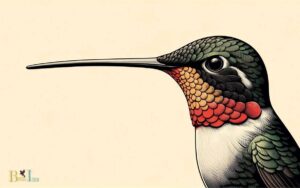 How Long Is a Ruby Throated Hummingbird’s Beak? 18 mm!