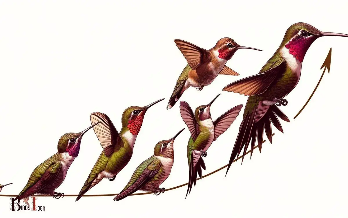 Lifespan of Ruby Throated Hummingbird