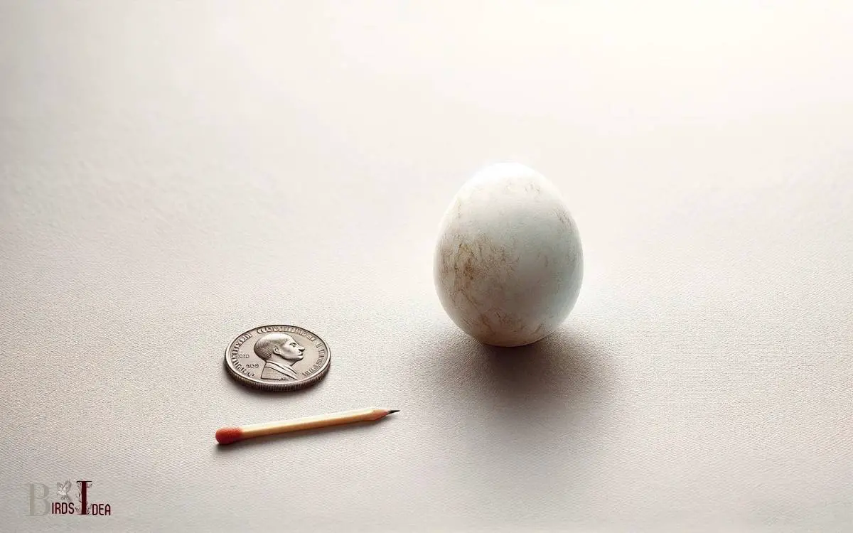 Ruby Throated Hummingbird Egg Size